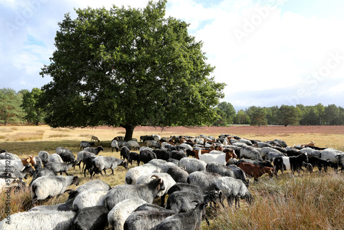 Eine Herde Heidschnucken in der Lüneburger Heide