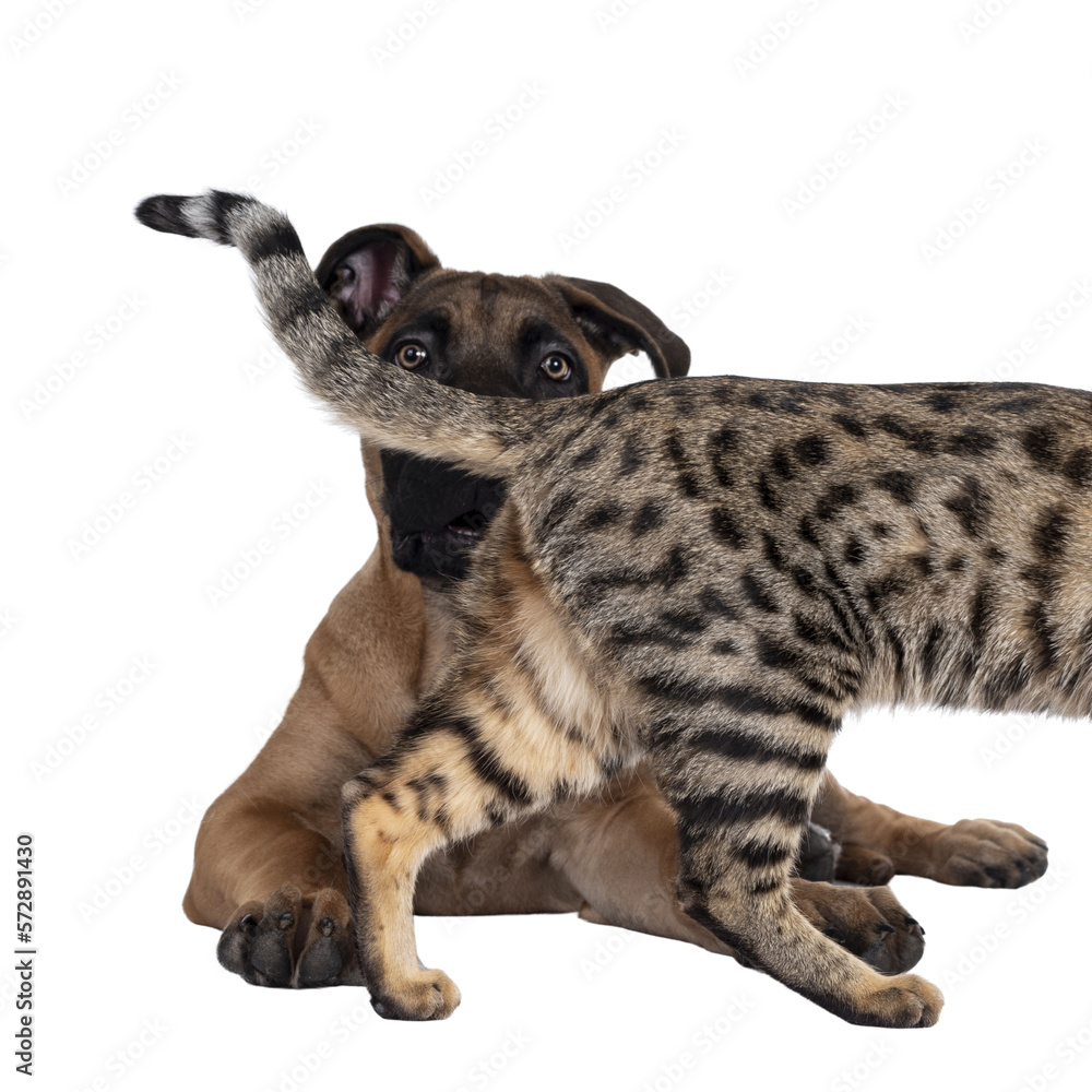 Savannah F7 cat and Boerboel malinois cross breed dog, playing together. Cat walking in front of dog laying down. Isolated cutout on transparent background.