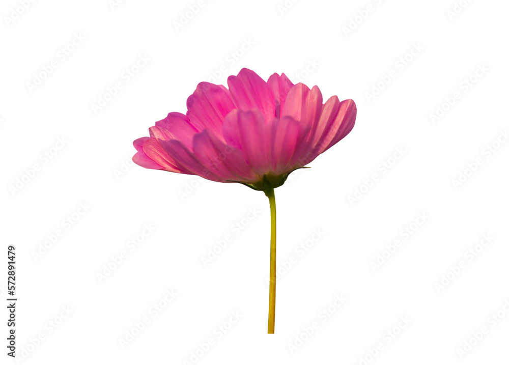 Fototapeta premium cosmos flower on transparent background