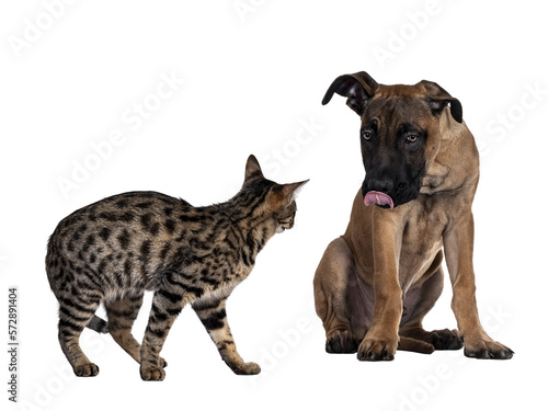 Savannah F7 cat and Boerboel malinois cross breed dog, playing together. Cat standing looking to dog sitting sticking tongue out.. Isolated cutout on transparent background.