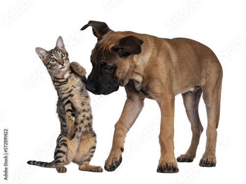 Savannah F7 cat and Boerboel malinois cross breed dog  playing together. Cat standingon hind paws with funny expression looking to camera  hitting standing dog on nose. Isolated cutout on transparent 