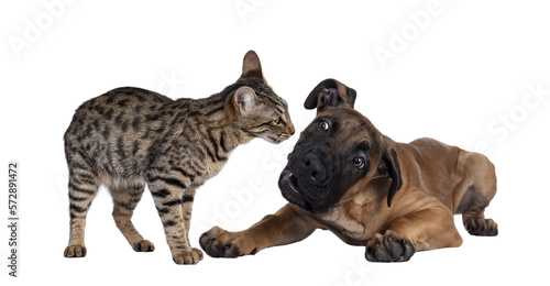 Savannah F7 cat and Boerboel malinois cross breed dog, playing together. Cat standing, dog laying down. Isolated cutout on transparent background.