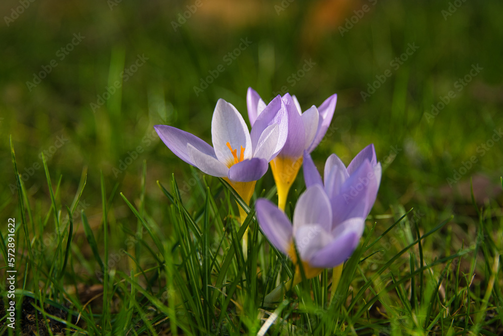 die ersten Krokusse zeigen das Ende des Winters an die ersten Krokusse zeigen das Ende des Winters an