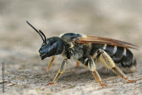 Closeup on a Mediterranean female end banded furrow bee, Halictus sitting on wood