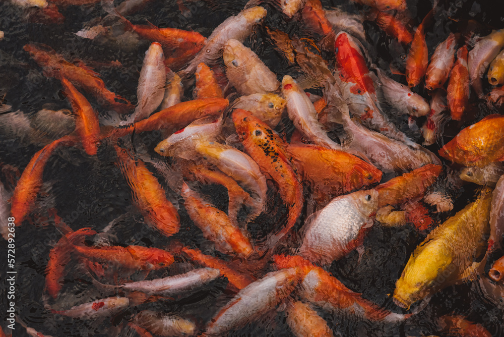 Art of koi fish japan colorful on water in background. Art of koi fish japan colorful on water in background.