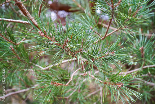 Close up of pine tree flowers in woodland
