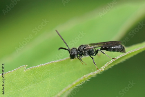 Closeup on a small black aphid feeding wasp, Pemphredon species, in the garden