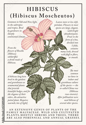 Hibiscus, mallow. Beautiful nature blooming realistic isolated garden flowers. Vintage invitation card. Frame label. Drawing engraving. Freehand Floral medical. Vector stock victorian Illustration    