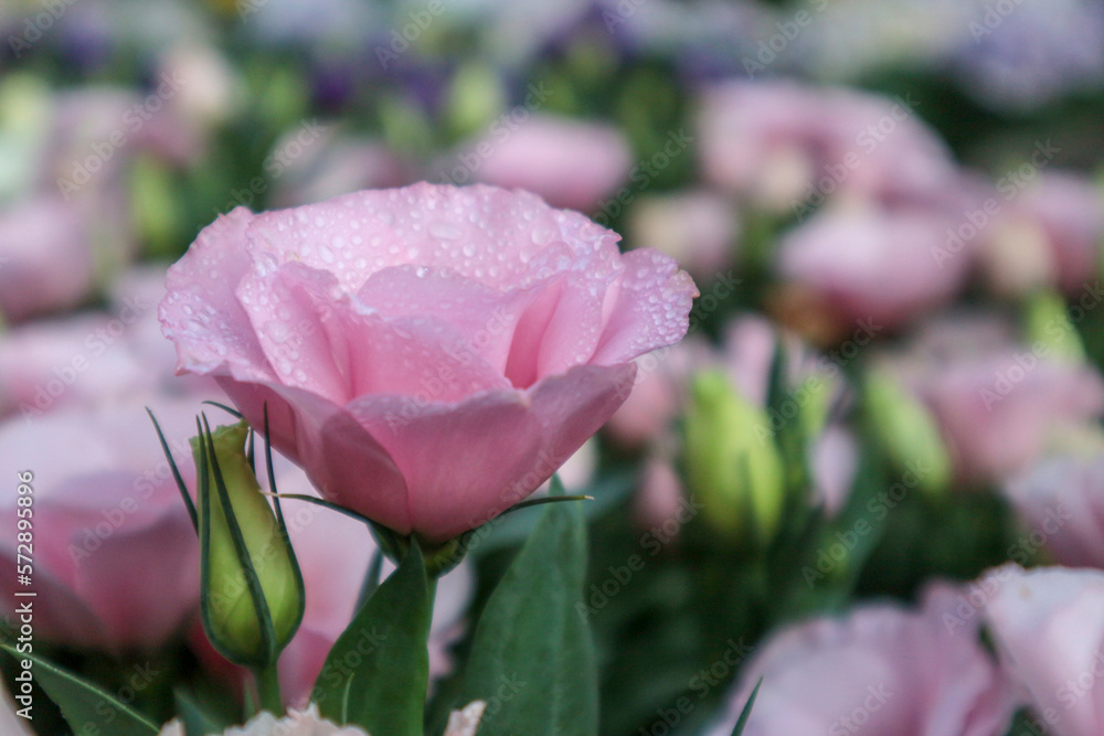 Lisianthus flowers in the garden. Beautiful pure pink lisianthus flower in the garden, Pink Rosita Lisianthus, tulip gentian. Lisianthus flowers in the garden. Beautiful pure pink lisianthus flower in the garden, Pink Rosita Lisianthus, tulip gentian.