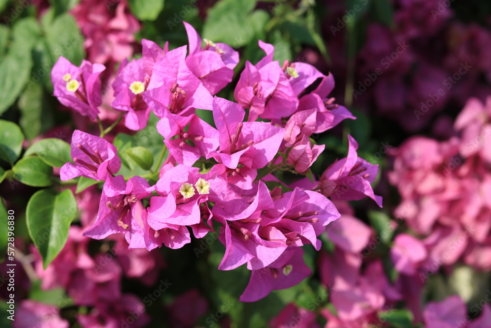 Blooming bougainvillea Bouquet on tree.Magenta flowers.Bougainvillea flowers as a background.Floral background. Blooming bougainvillea Bouquet on tree.Magenta flowers.Bougainvillea flowers as a background.Floral background.
