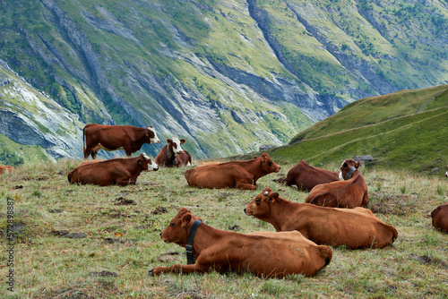 Des vaches en Haute Maurienne photo