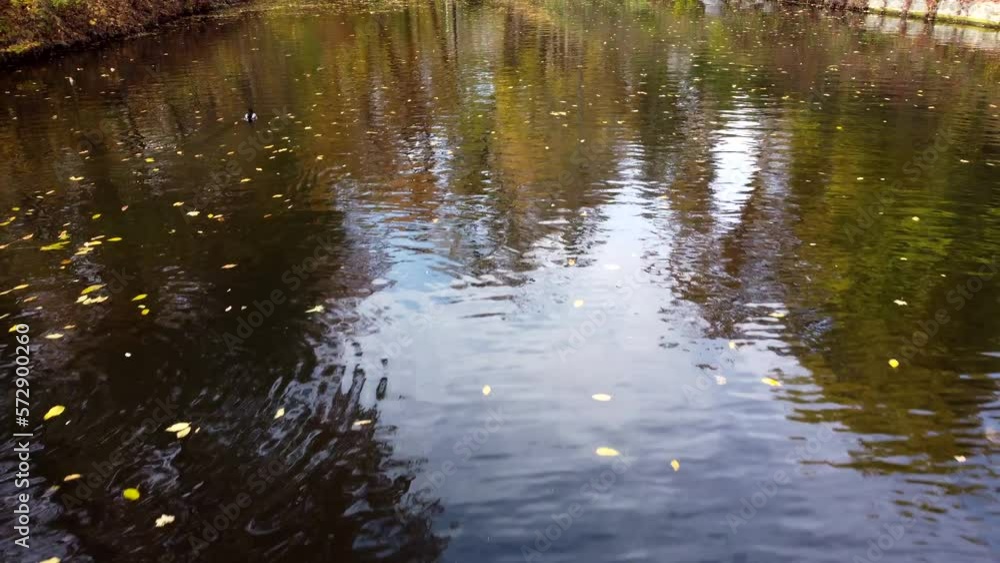 Flying over water surface of lake with swimming ducks in park with trees with yellow falling leaves on sunny autumn day. Many feathered birds ducks. Landscape park. Autumn scenery. Natural background Flying over water surface of lake with swimming ducks in park with trees with yellow falling leaves on sunny autumn day. Many feathered birds ducks. Landscape park. Autumn scenery. Natural background