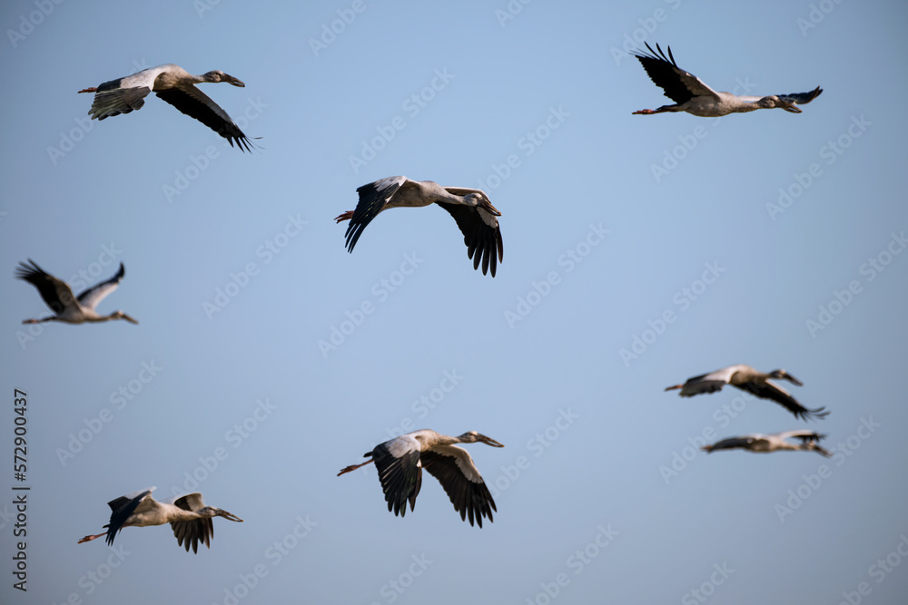 Flock of bird Flock of bird