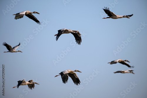 Flock of bird "Asian Openbill" are flying on the sky. Bird watching. Nature and wildlife concept.