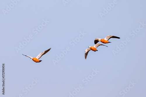 Three Ruddy Shelduck are flying in the sky. Bird watching. Nature and wildlife concept.