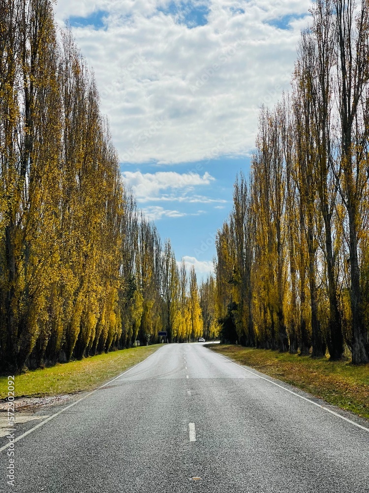 Obraz premium road in autumn forest