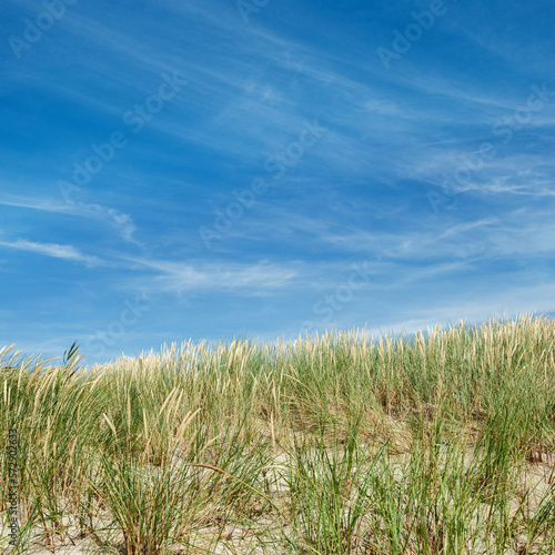 Nature view with dune grass, fine sand and blue cloudy sky, beach dunes of Baltic sea, Russia. Beautiful aesthetic natural scenic background, picturesque seaside with growth green grass, summer