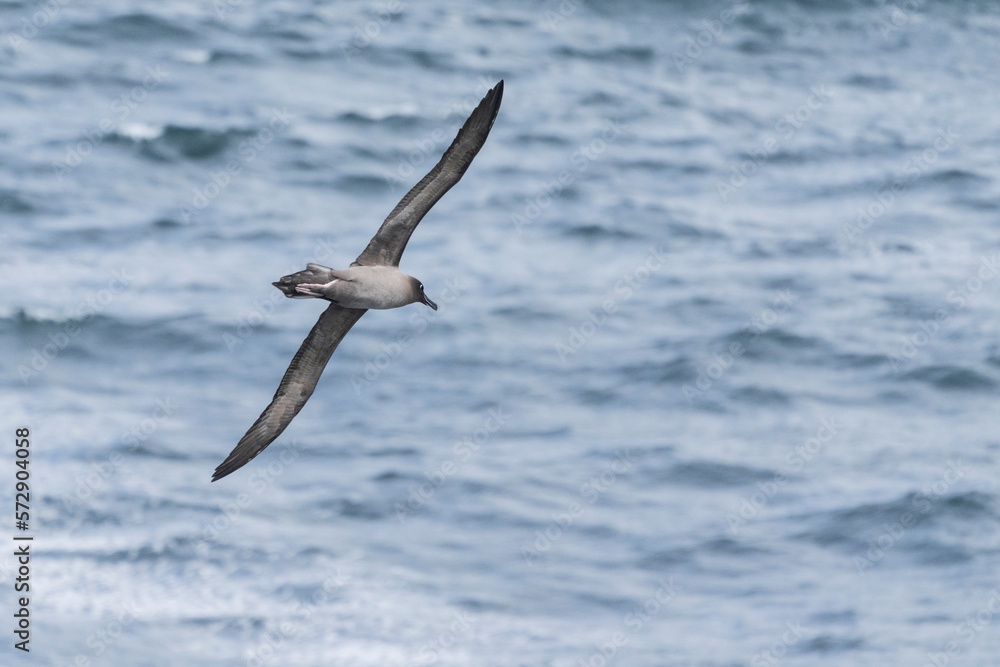 Light-mantled Albatross (Phoebetria palpebrata) Light-mantled Albatross (Phoebetria palpebrata)
