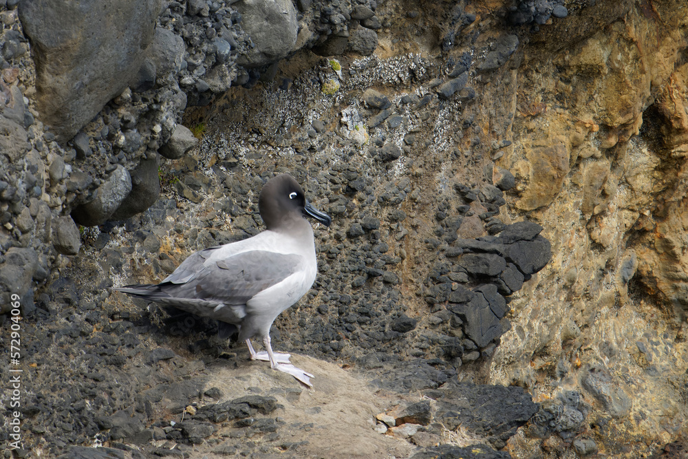 Light-mantled Albatross (Phoebetria palpebrata)
