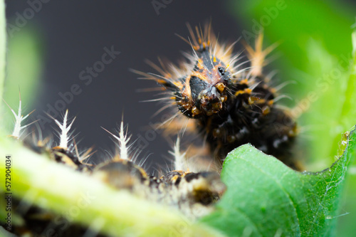 Close-up portrait of a Araschnia levana caterpillar