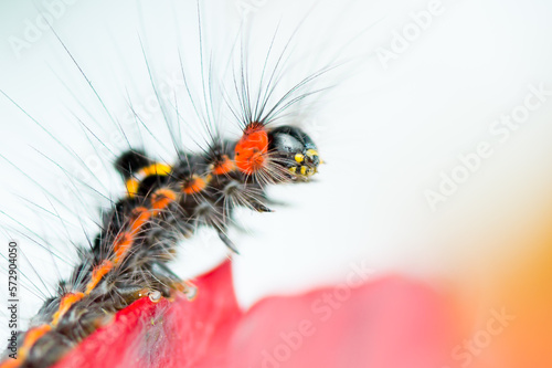 Close-up of a beautiful Sphrageidus similis caterpillar in motion (syn Euproctis similis)