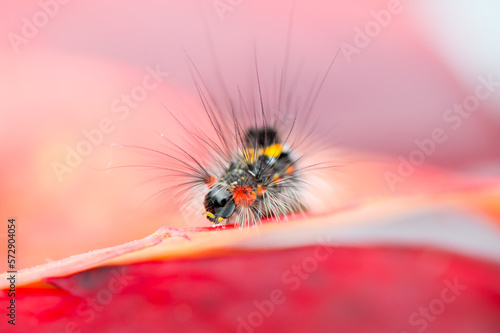 Close-up of a beautiful Sphrageidus similis caterpillar on colorful background (syn Euproctis similis)