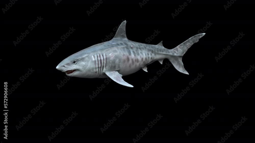 Megalodon Shark 3D Animation With Alpha Video Megalodon Shark 3D Animation With Alpha Video