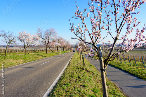 Mandelblüten in der Südpfalz.
