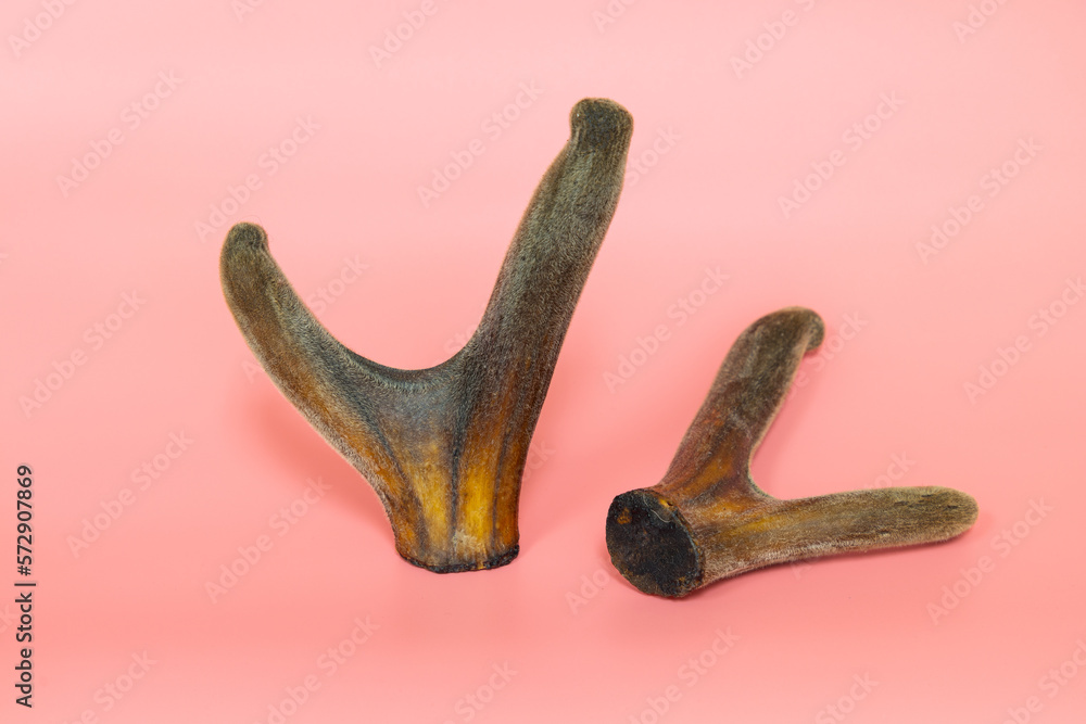 Velvet antler in pink background. cartilaginous antler in a precalcified growth stage of deer, covered in a hairy, velvet-like skin, sold in China as Chinese medicine, in USA dietary supplement