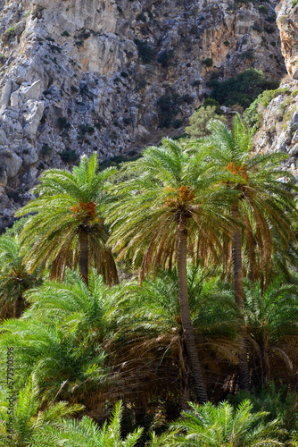 Palmenhain von Preveli an der S  dk  ste von Kreta