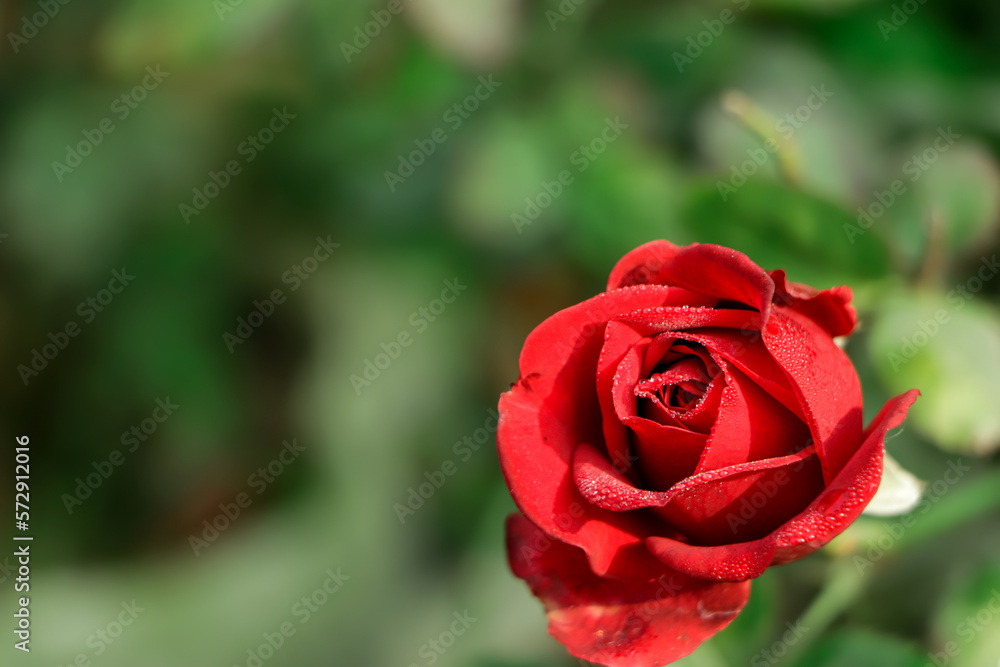 Garden spray red roses. Green leaves on branches, bushes of bright blooming roses on sunny day. Garden spray red roses. Green leaves on branches, bushes of bright blooming roses on sunny day.