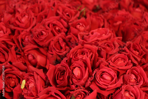 Selective focus on red roses