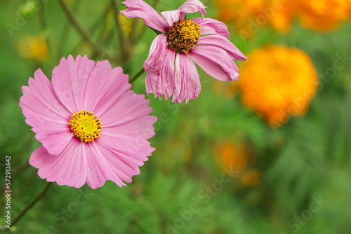 Pretty pink cosmos flower in garden