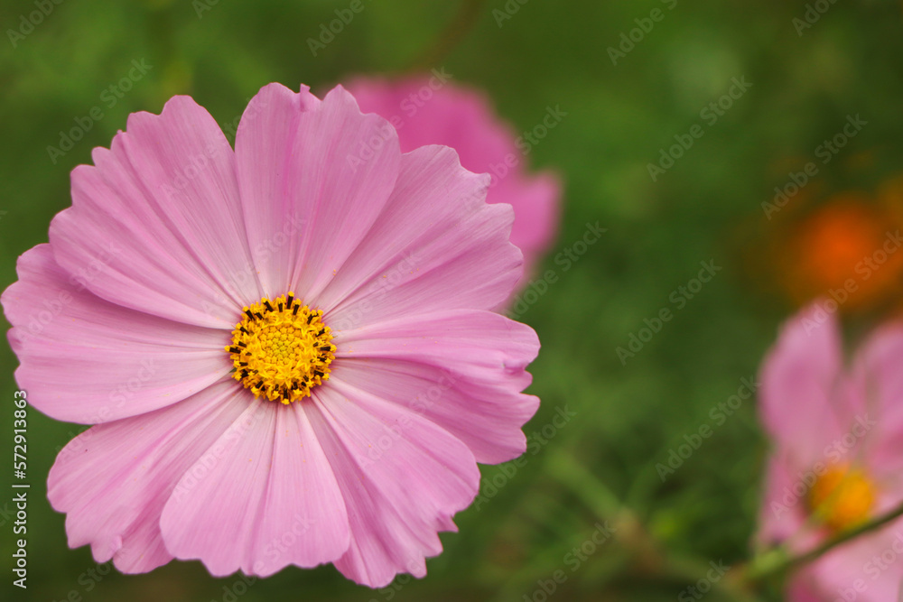 Cosmos flowers in nature, sweet background, blurry flower background, light pink and deep pink cosmo Cosmos flowers in nature, sweet background, blurry flower background, light pink and deep pink cosmo