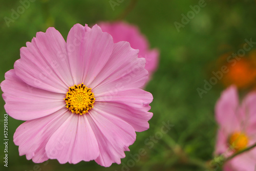 Cosmos flowers in nature  sweet background  blurry flower background  light pink and deep pink cosmo