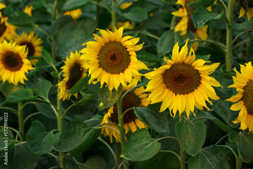 Fototapeta Naklejka Na Ścianę i Meble -  Beautiful sunflower on a sunny day with a natural background. Selective focus. High quality photo