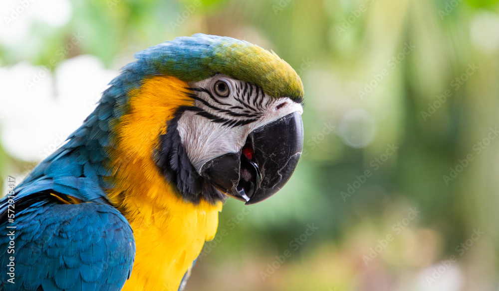 beautiful Blue-and-Yellow Macaw in rainforest beautiful Blue-and-Yellow Macaw in rainforest