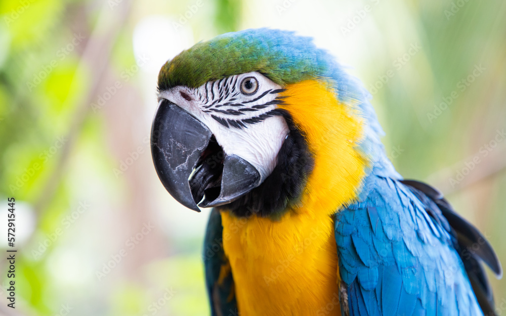 beautiful Blue-and-Yellow Macaw in rainforest