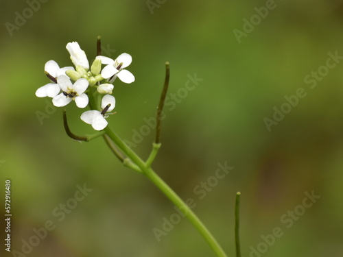 forget me not flowers