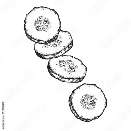 Cucumber cuts hand drawn sketch style. Fresh salad cucumber slices. Detailed vector illustration isolated on white background.