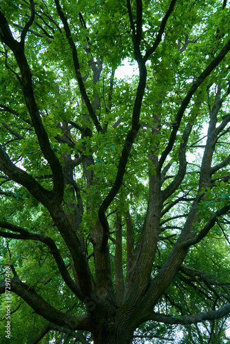big old oak tree with green leaves and spreading branches, sunlight in the leaves, bottom view