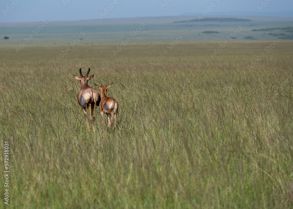 Topi Antelope in the savannah of Africa Topi Antelope in the savannah of Africa