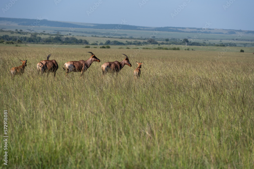 Naklejka premium Topi Antelope in the savannah of Africa