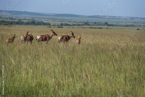 Topi Antelope in the savannah of Africa