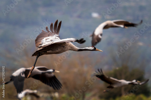 Flying cranes © Yehuda Bernstein