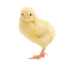 Yellow little chick isolated