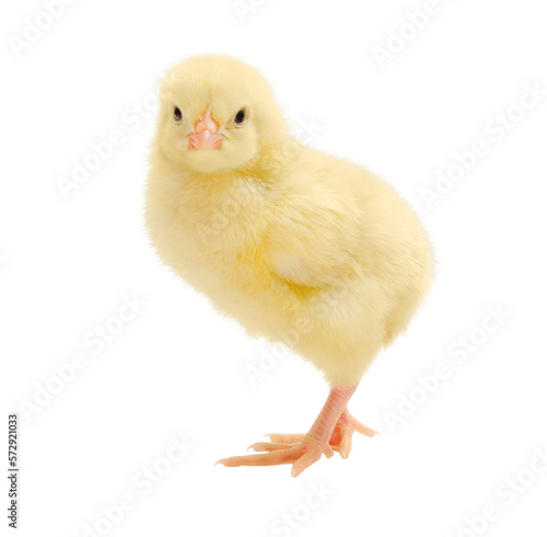 Tableau sur toile Yellow little chick isolated