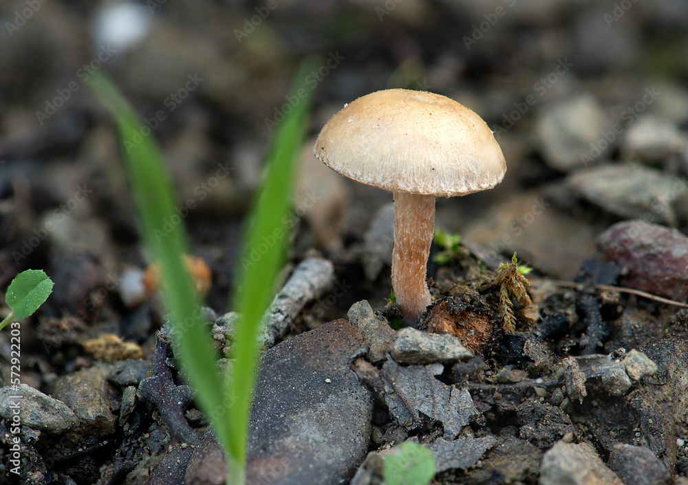 Mushrooms that grow spontaneously in nature become food for natural life Mushrooms that grow spontaneously in nature become food for natural life