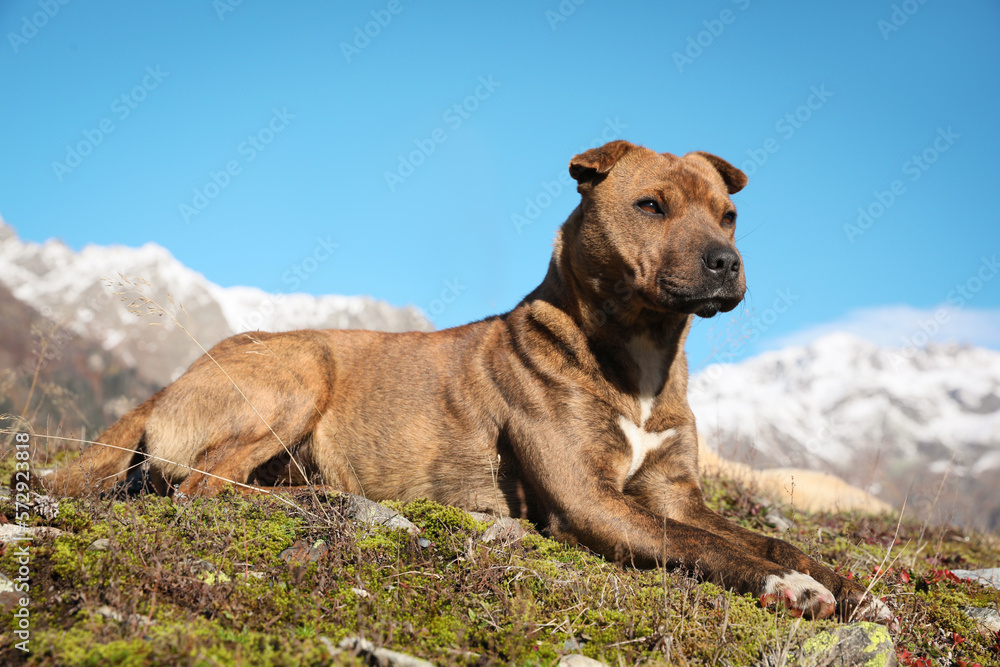 Adorable dog in mountains on sunny day