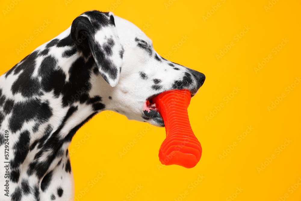 Adorable Dalmatian dog with red toy on yellow background. Lovely pet